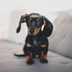 Cute puppy sitting on a sofa at Pet Friendly apartments