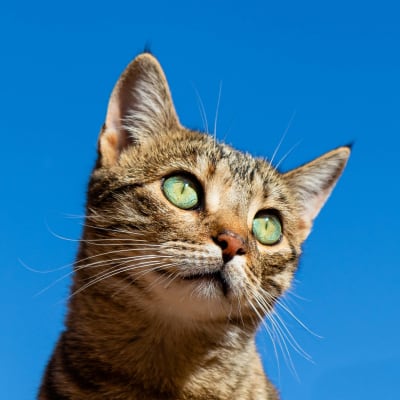 a cat outside