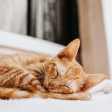 an orange cat sleeping on a bed