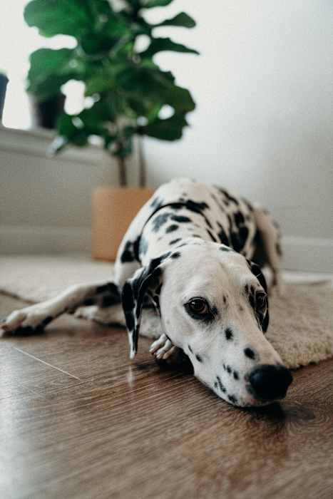 A Dalmatian dog with black spots is lying on a wooden floor. at Townhomes at Preserve, Rogers, Minnesota