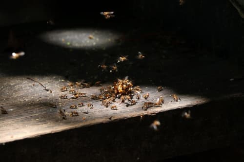 a group of bees on a piece of wood