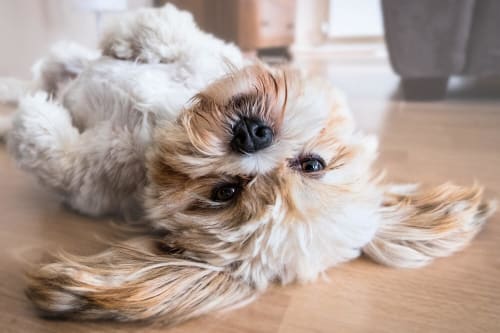 a small dog laying on the floor next to a stuffed animal