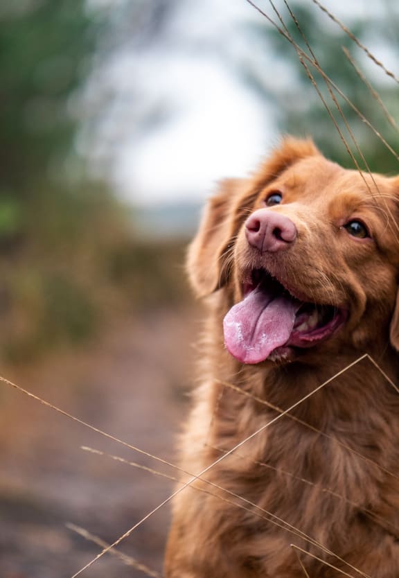 image of a golden retriever dog