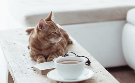 cat relaxing at home at THE ANGELINO, Sacramento California