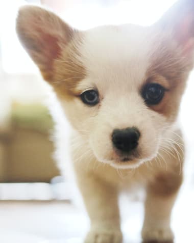 Pallas Townhomes & Apartments | Beaverton Apartments for Rent