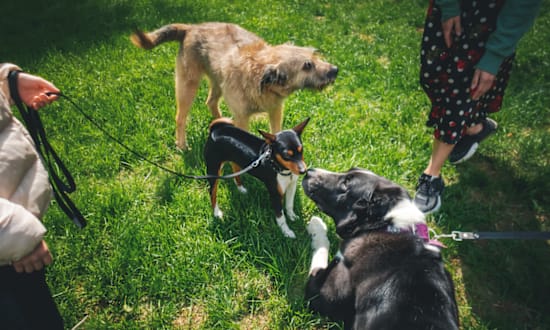 Three dogs on leashes at Lenox Cooper Apartments, Arlington, 76015