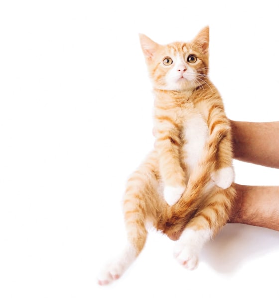an orange and white cat sitting on a persons arm
