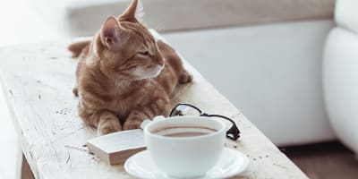 Cat near coffee on table
