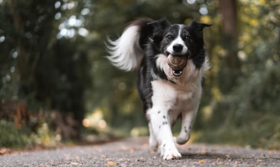 a black and white dog running with a ball in its mouth