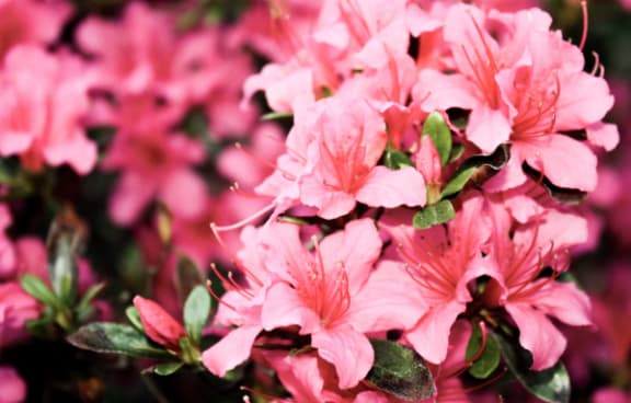 a close up of pink flowers on a bush