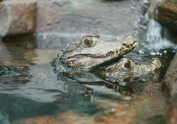 Two crocodiles are swimming in the water.