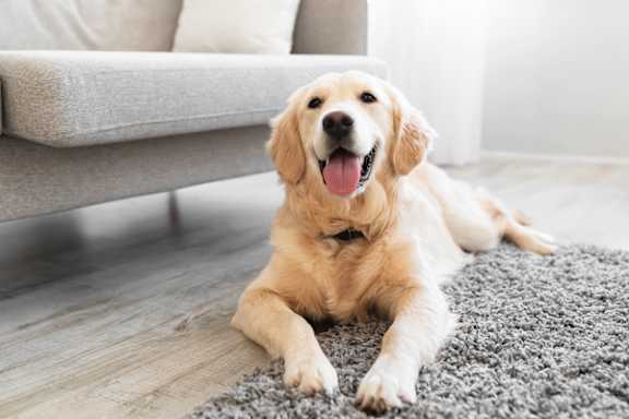 A happy golden retriever dog is lying on a grey rug in a living room.