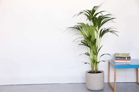 A potted plant sits on a table next to a stack of books.