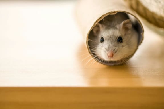 a hamster is hiding under a piece of paper
