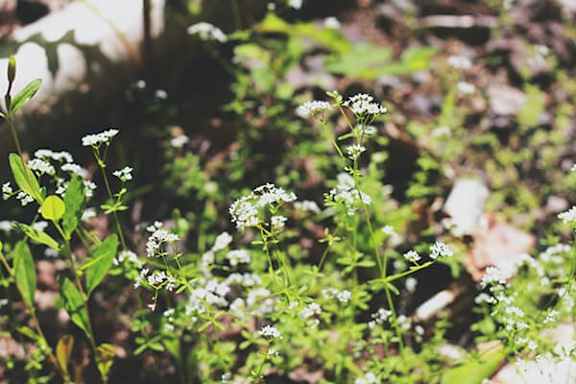 A cluster of white flowers in the sunlight.