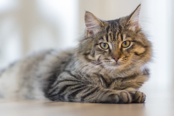 a tabby cat laying on the floor