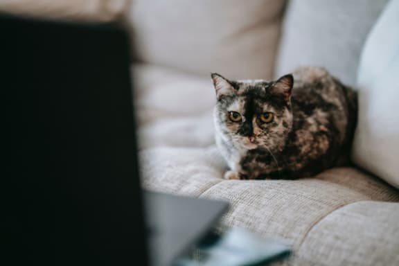 a cat sitting on a couch in front of a laptop