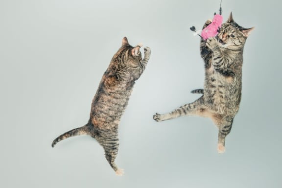 two cats playing with a piece of birthday cake