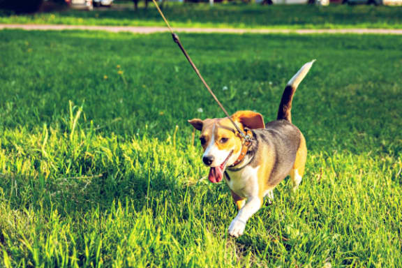 a dog on a leash walking in the grass