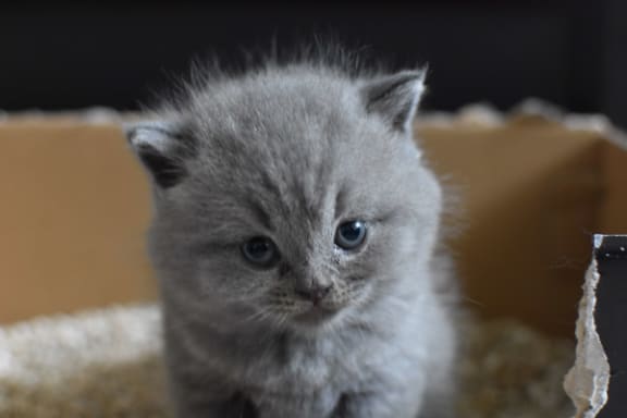 a gray kitten sitting in a cardboard box