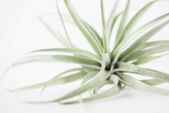 a close up of a green plant on a white background