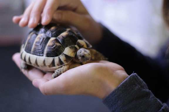 A person is holding a small tortoise in their hands.