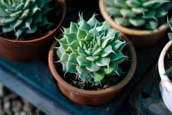A succulent plant with green and white leaves is in a brown pot.