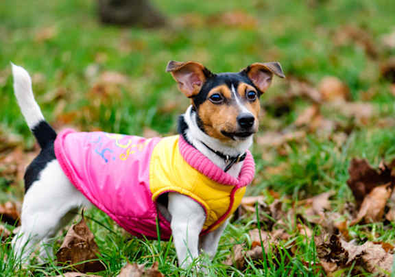 A small dog wearing a pink and yellow jacket is standing in the grass.