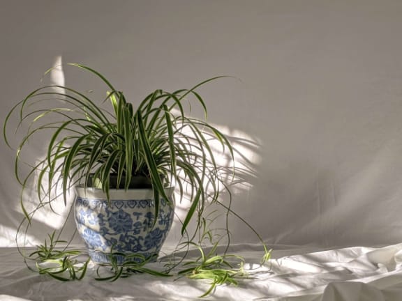 a blue and white vase with a spider plant