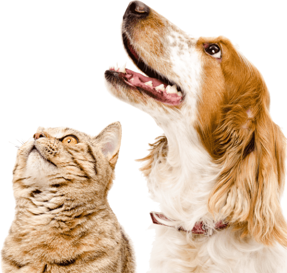 a cat and a dog looking up at each other