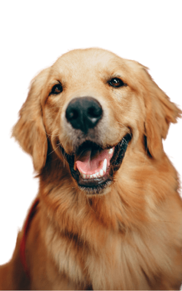 a portrait of a golden retriever dog with a black background