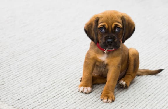 a brown puppy sitting on a white rug