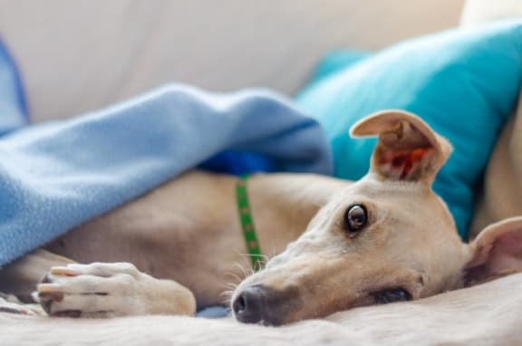 greyhound in apartment