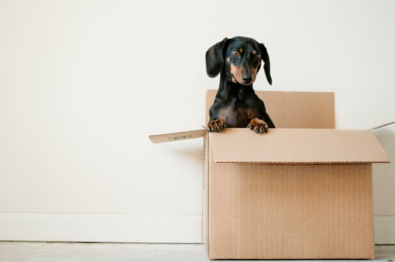 a small dog sitting inside a cardboard box