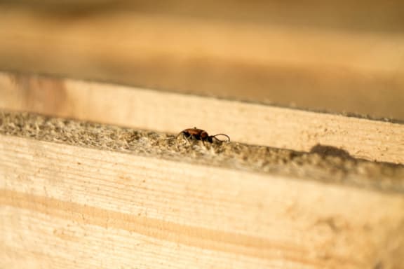 bug in apartment