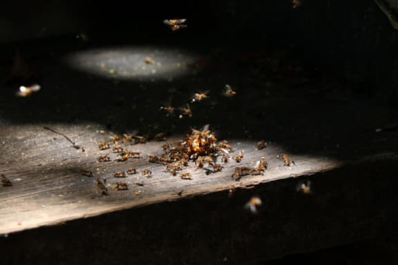 bugs