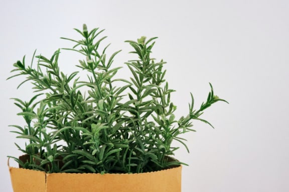 rosemary growing in a pot