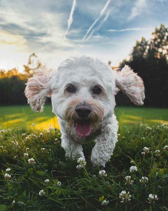 A white dog with curly fur is sitting in a field of flowers.