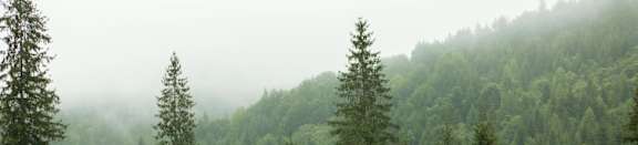 A forest of trees covered in fog.