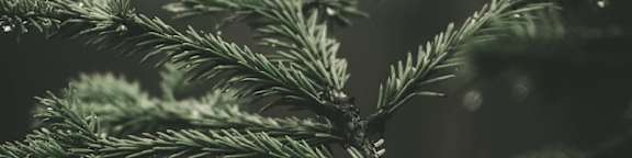 A close up of a branch with green leaves.
