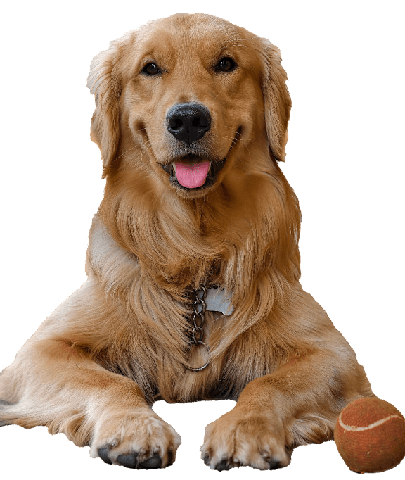 A golden retriever dog with a tennis ball in its mouth.