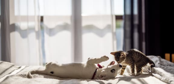 Cat and dog on a bed