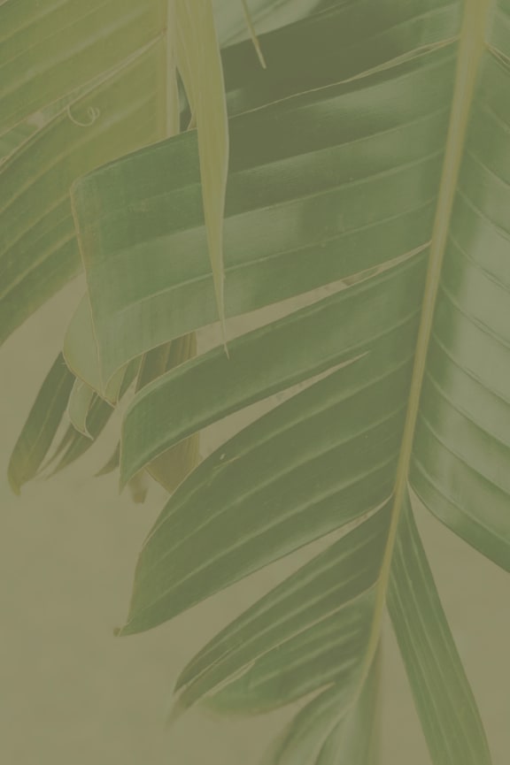 a close up of a leaf of a palm tree at The Haven at Lake Britt Apartments, Winter Garden, FL 34787