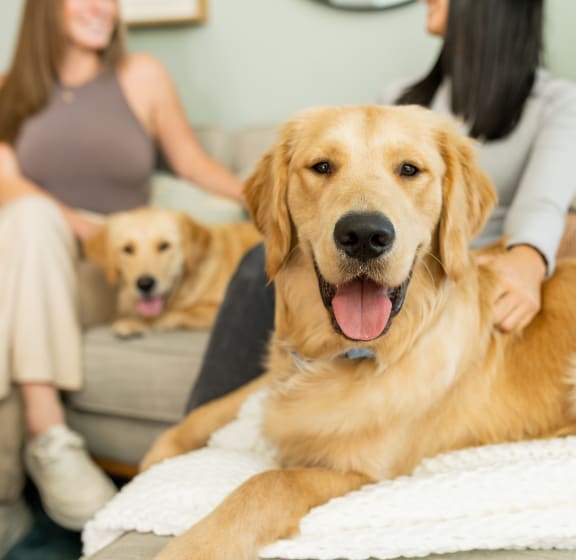 Pet-Friendly Apartments at The Amalfi Clearwater Luxury Apartments in Clearwater, FL