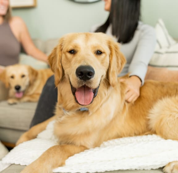 The Amalfi Luxury Apartments in Clearwater, FL