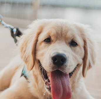 Pet Friendly Community at The Gallery at Trinity Luxury Apartments in Trinity FL