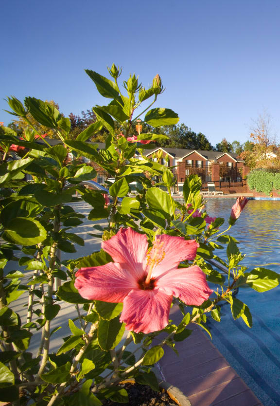 greystone-farms-pool