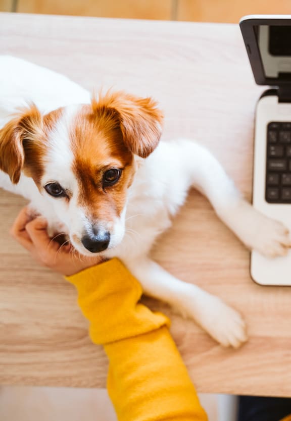 woman working on a computer with her dog on the table at River Stone Ranch, Texas, 78749