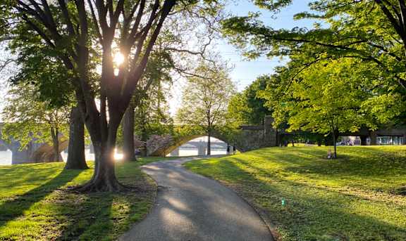 A tree with sunlight shining through it.