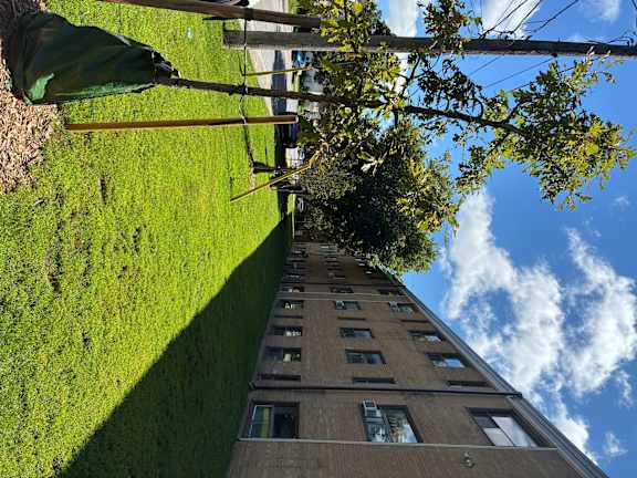 A tree in front of a building with a blue sky in the background.
